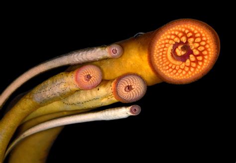 The impact of climate change on the distribution of the canine witch lamprey